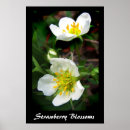 Search for wild strawberry posters Floral