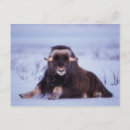 Search for steve kazlowski postcards Wildlife