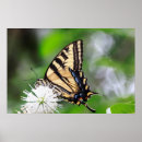 Search for swallowtail art Butterfly