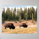 Search for bison posters Outdoors