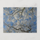 Search for canopy photography Blue sky