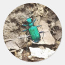 Search for beetle stickers Nature