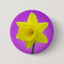 Search for daffodil badges Wales