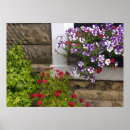 Search for rose window posters Roses