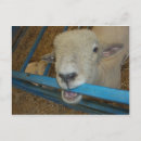 Search for chew postcards Animals