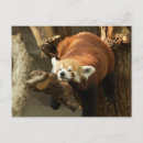 Search for panda bear postcards Wild animal