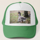 Search for geese hats Nature