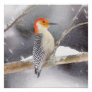 Search for woodpecker posters Red bellied woodpecker