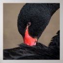 Search for black swan posters Bird