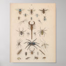 Search for entomology posters Flies