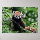 Search for fur tree posters Animal