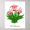 Search for pink orchid posters Flowers