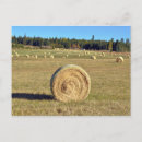 Search for bale of hay postcards Agriculture
