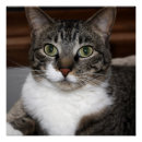 Search for kitty face art Tabby