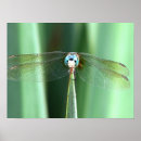 Search for bug pictures posters Photography