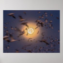 Search for bosque del apache posters Snow goose