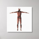 Search for physiology art Cutout
