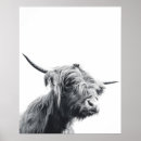 Search for black and white cow posters Animal