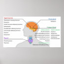 Search for endocrin posters Endocrine system