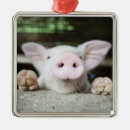 Search for baby pig christmas tree decorations Animal