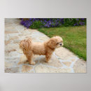 Search for lhasa apso art Animal