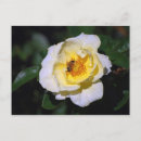 Search for yellow blossoms postcards Bee