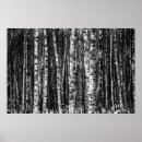 Search for birch bark posters Forest