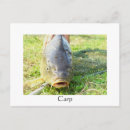 Search for release postcards Angling
