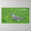 Search for pigeons posters Flowers
