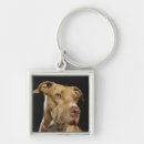 Search for pitbull key rings Brown