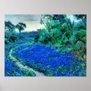 Search for bluebonnet posters Texas