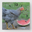 Search for chicken clocks Hen
