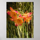 Search for orange orchid posters Orchids