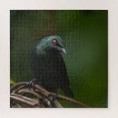 Search for red eye photography Wildlife