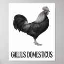 Search for chicken egg posters Farm animal