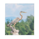 Search for wildlife notepads Great blue heron