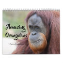 Search for orangutangs Wildlife