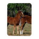 Search for thoroughbred magnets Equestrian