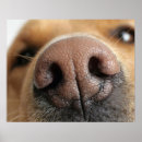 Search for extreme animals art Animal body part