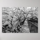 Search for black cherry posters Nature