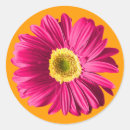 Search for fuchsia stickers Daisy