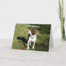 Search for springer spaniel birthday cards Happy