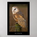 Search for hoot posters Bird of prey