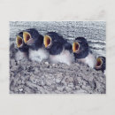 Search for swallows postcards Animal