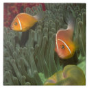 Search for anemone tiles Animals