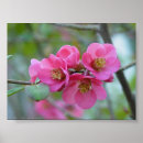 Search for quince posters Pink