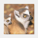 Search for reserves magnets Animal
