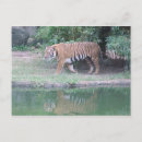 Search for corbett Tiger