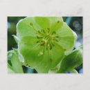 Search for hellebore postcards Green