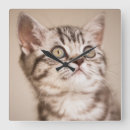 Search for selected baby kids Cat
